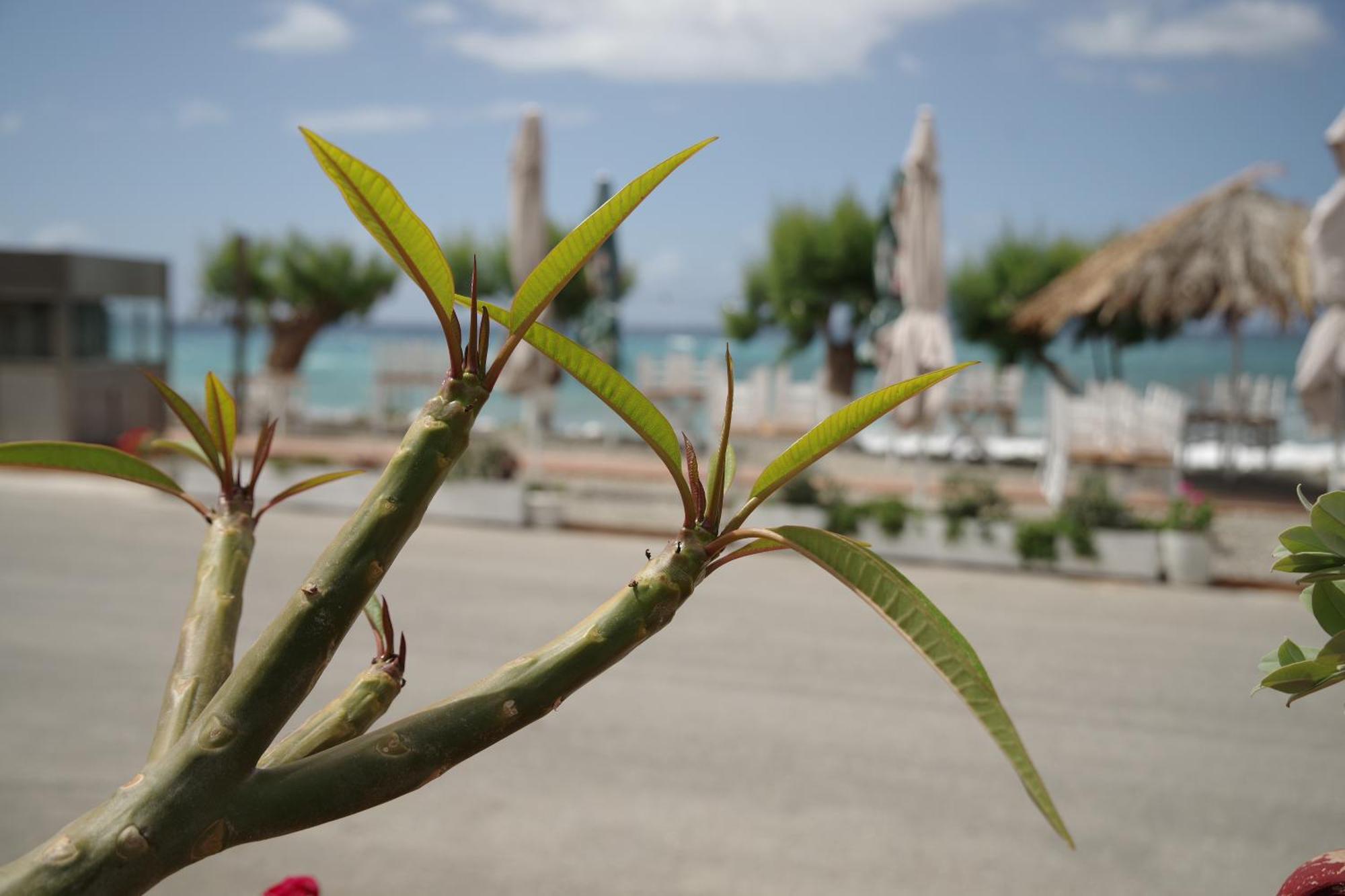 Soso'S Apartments -Vacations Next To The Beach Psari Forada Extérieur photo